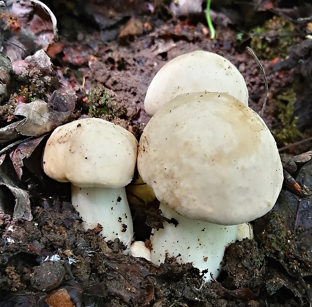 čírovnica májová Calocybe gambosa (Fr.) Donk