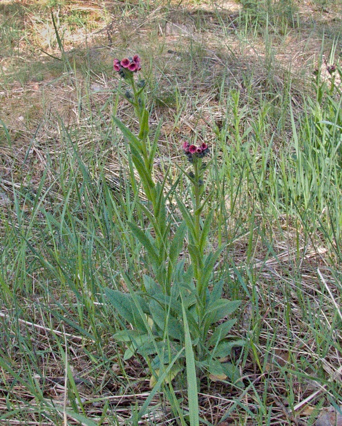 psojazyk lekársky Cynoglossum officinale L.