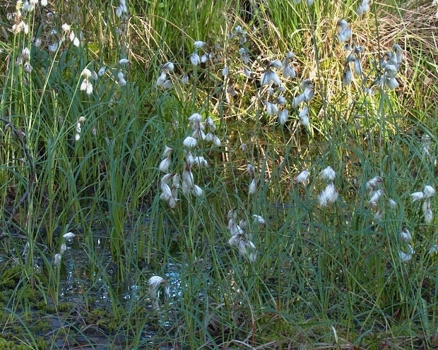 páperník úzkolistý Eriophorum angustifolium Honck.