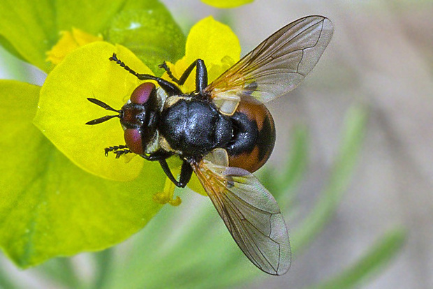 bystruša  Gymnosoma nitens