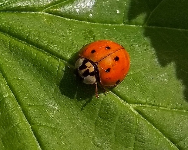 lienka východná Harmonia axyridis