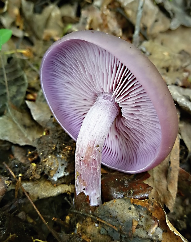 pôvabnica fialová Lepista nuda (Bull.) Cooke