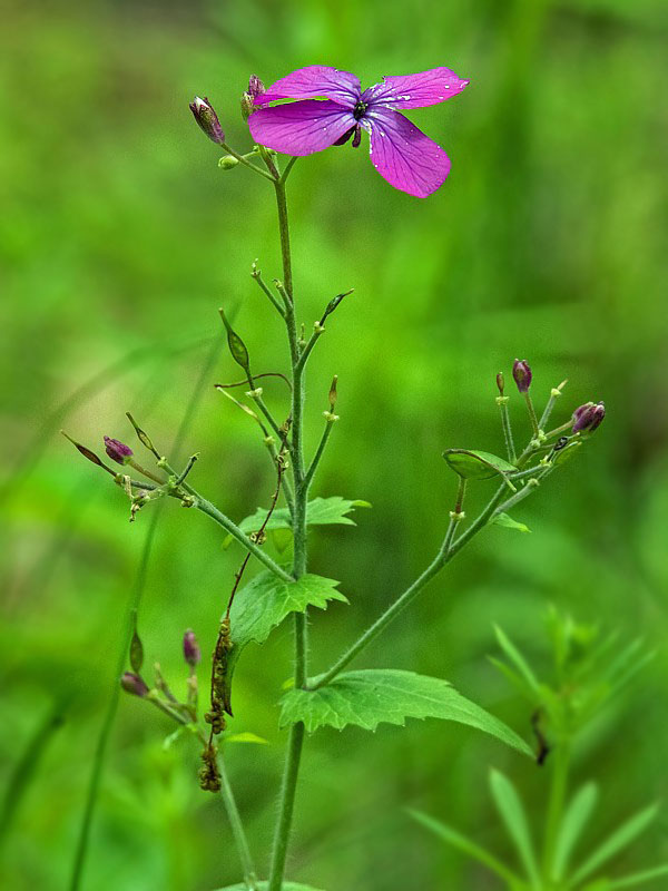 mesačnica ročná Lunaria annua L.