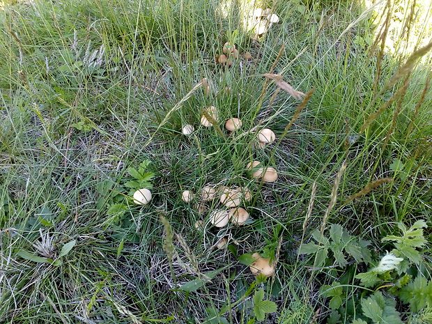 tanečnica poľná Marasmius oreades (Bolton) Fr.