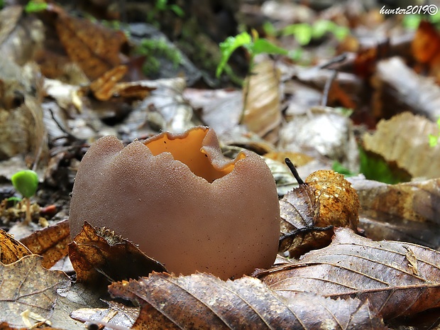 čiaška Peziza sp.