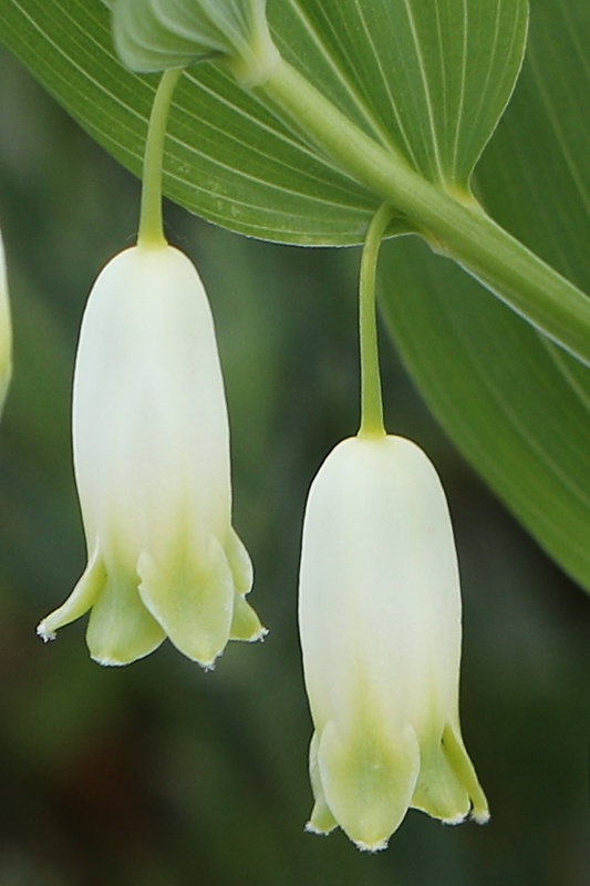 kokorík voňavý Polygonatum odoratum (Mill.) Druce