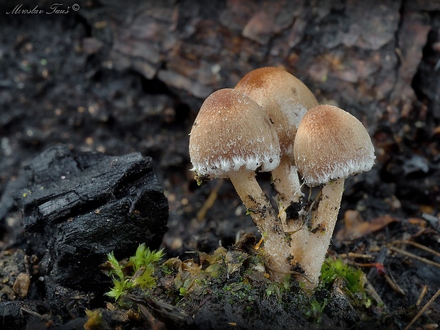 drobuľka páperistá Psathyrella pennata (Fr.) A. Pearson & Dennis