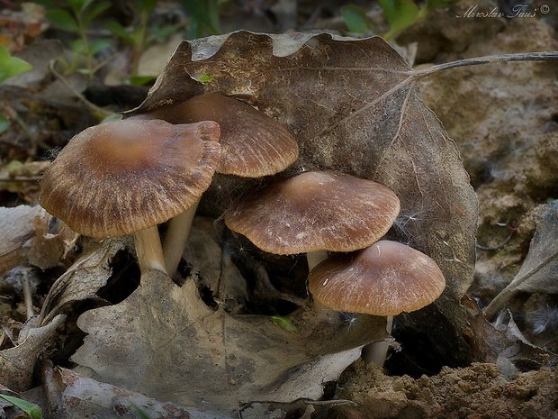 drobuľka Psathyrella sp.