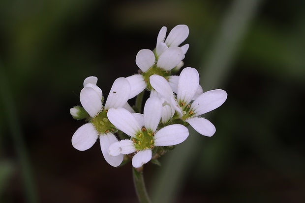 lomikameň cibuľkatý Saxifraga bulbifera L.