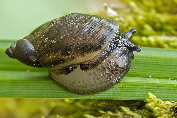 jantárovka  Succinea putris