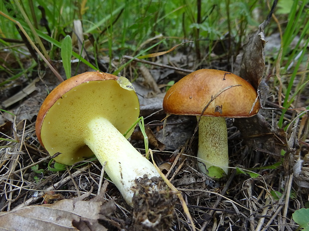 masliak zrnitý Suillus granulatus (L.) Roussel