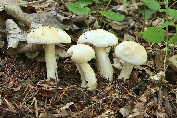 čírovnica májová Calocybe gambosa (Fr.) Donk