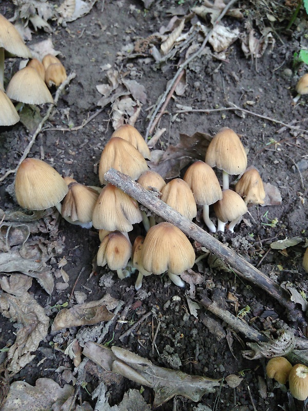 hnojník Coprinellus sp.