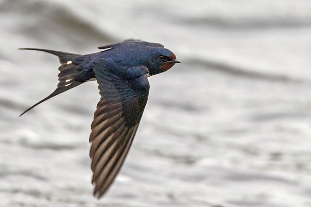 lastovička domová  Hirundo rustica