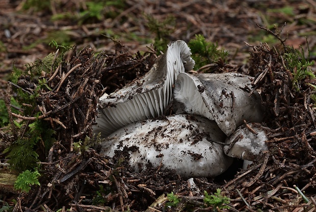 šťavnačka marcová Hygrophorus marzuolus (Fr.) Bres.