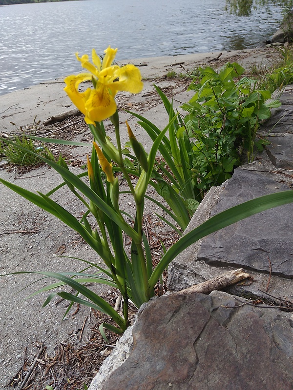 kosatec žltý Iris pseudacorus L.