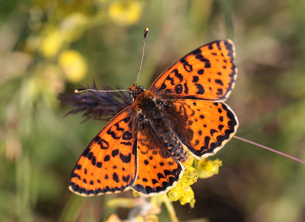 hnedáčik pyštekový  Melitaea didyma