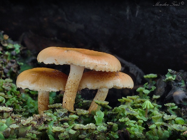 šupinovka spálenisková Pholiota highlandensis (Peck) Quadr. & Lunghini