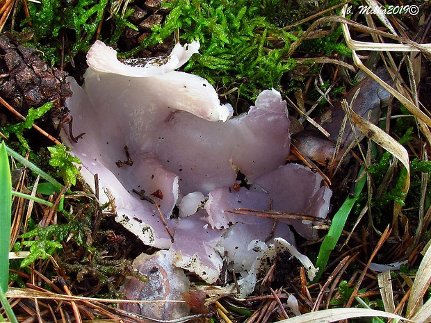 tulipánovka fialová Sarcosphaera coronaria (Jacq.) J. Schröt.