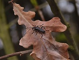 snehuľčík tmavý   /   páteříček tmavý