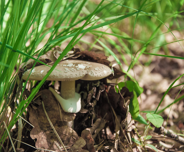 muchotrávka hrubá Amanita excelsa (Fr.) Bertill.