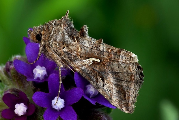 mora gama (sk) / kovolesklec gama (cz) Autographa gamma Linnaeus, 1758