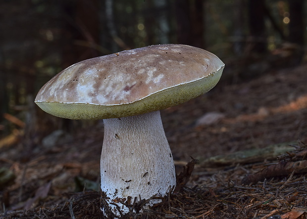 hríb smrekový Boletus edulis Bull.