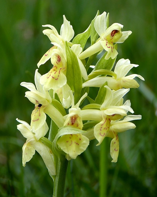 vstavačovec bazový Dactylorhiza sambucina (L.) Soó