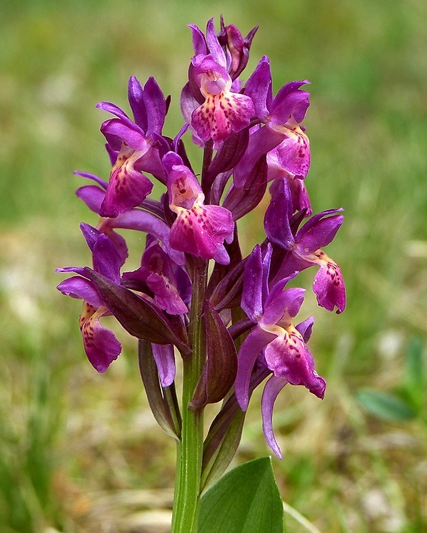 vstavačovec bazový Dactylorhiza sambucina (L.) Soó