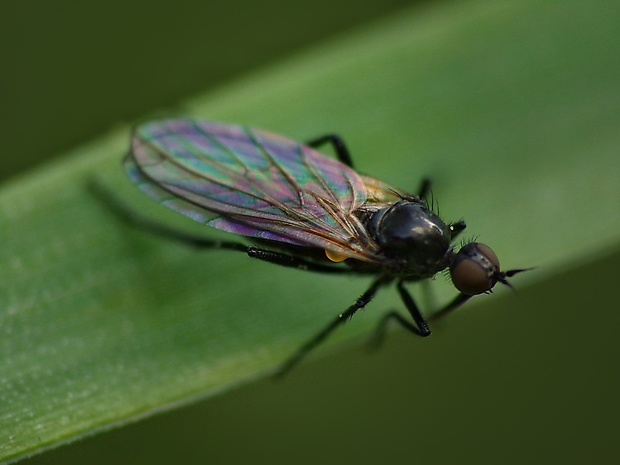 krúživka - samica Empis sp.