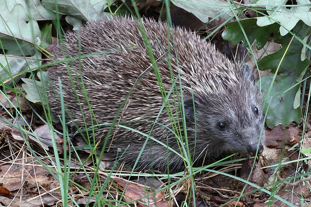 jež tmavý Erinaceus europaeus