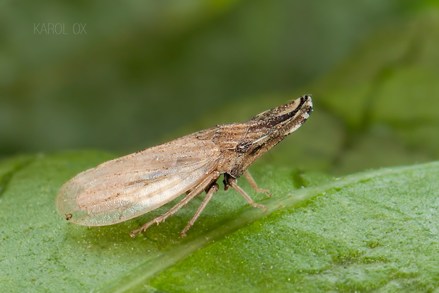 útlenka kopinatá (cz) Eupelix cuspidata