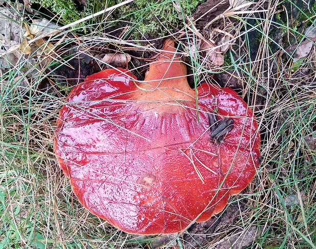 pečeňovec dubový Fistulina hepatica (Schaeff.) With.