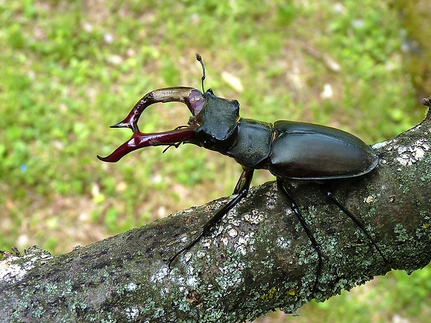 roháč veľký Lucanus cervus