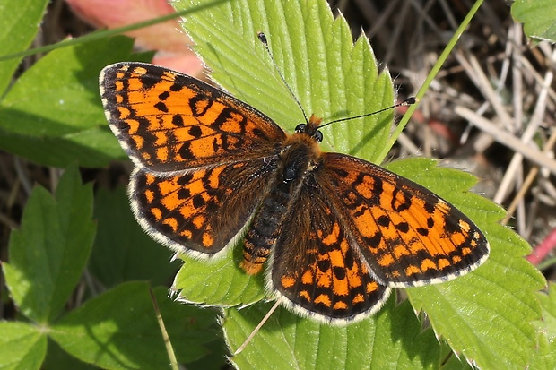 očkáň pyštekový Melitaea didyma