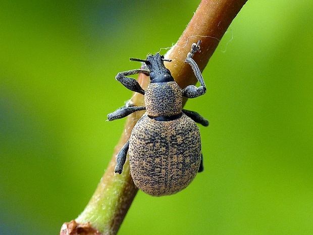 nosáčik Otiorhynchus armadillo