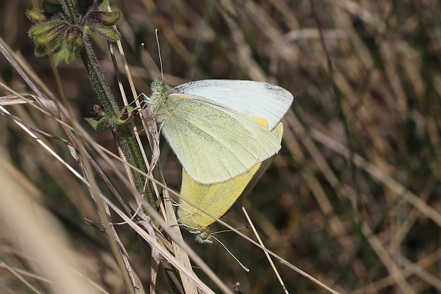 mlynárik repový Pieris rapae