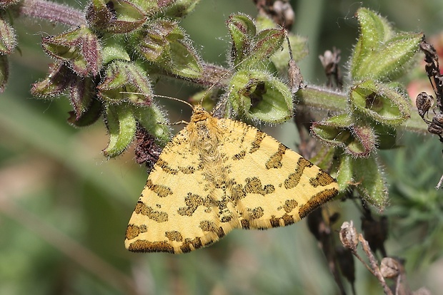 listnatka hluchavková Pseudopanthera macularia