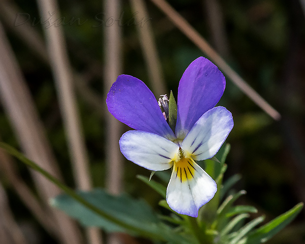 fialka trojfarebná Viola tricolor L. emend. F. W. Schmidt