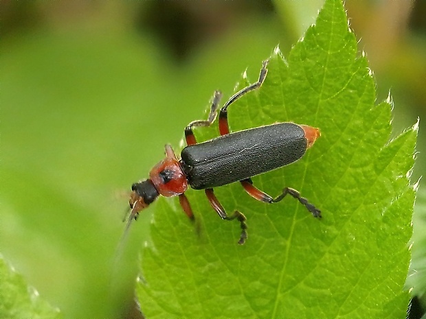 snehuľčík Cantharis livida