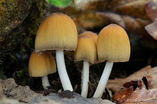 hnojník ligotavý Coprinellus micaceus (Bull.) Vilgalys, Hopple & Jacq. Johnson