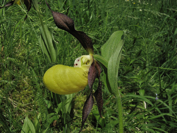 črievičník papučkový Cypripedium calceolus L.