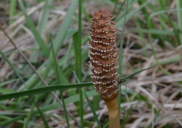 praslička  Equisetum sp.