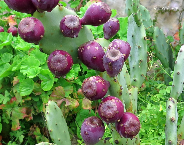 opuncia  Opuntia sp.