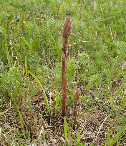 záraza Orobanche sp.