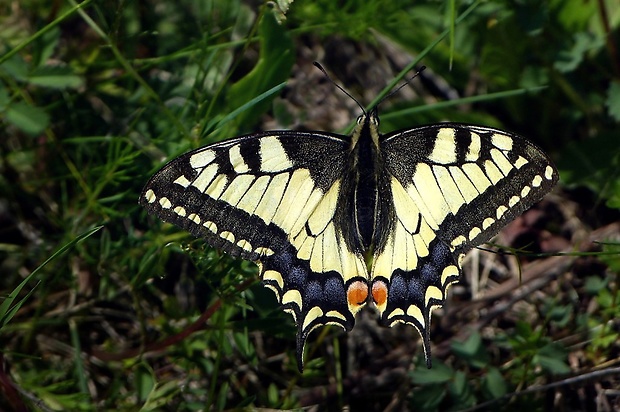 vidlochvost feniklový (sk) / otakárek fenyklový (cz) Papilio machaon Linnaeus, 1758