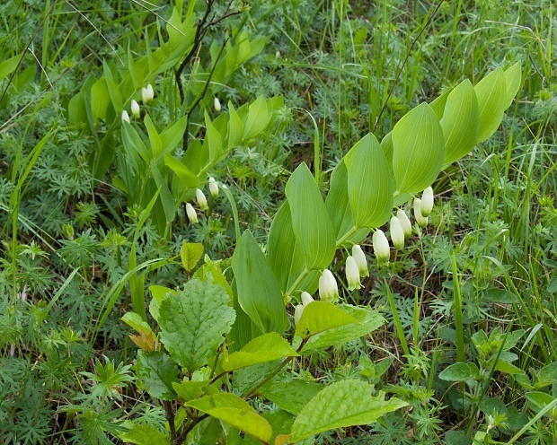 kokorík voňavý Polygonatum odoratum (Mill.) Druce