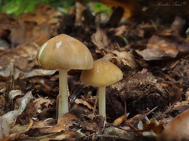 zvončekovec podhorský Hydropus subalpinus (Höhn.) Singer