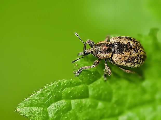 nosánik Hypera adspersa