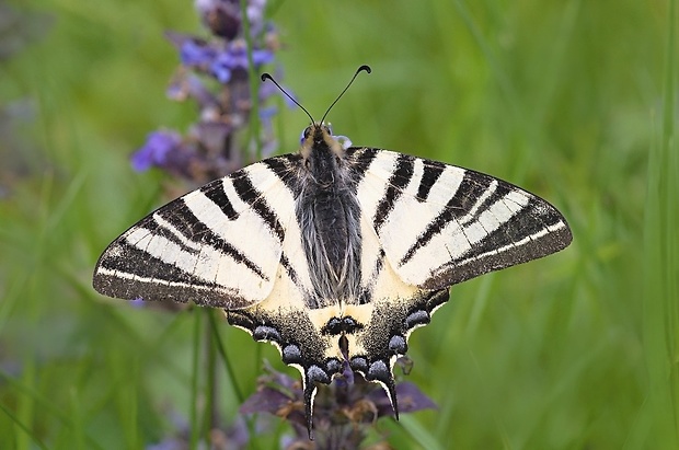 vidlochvost ovocný Iphiclides podalirius